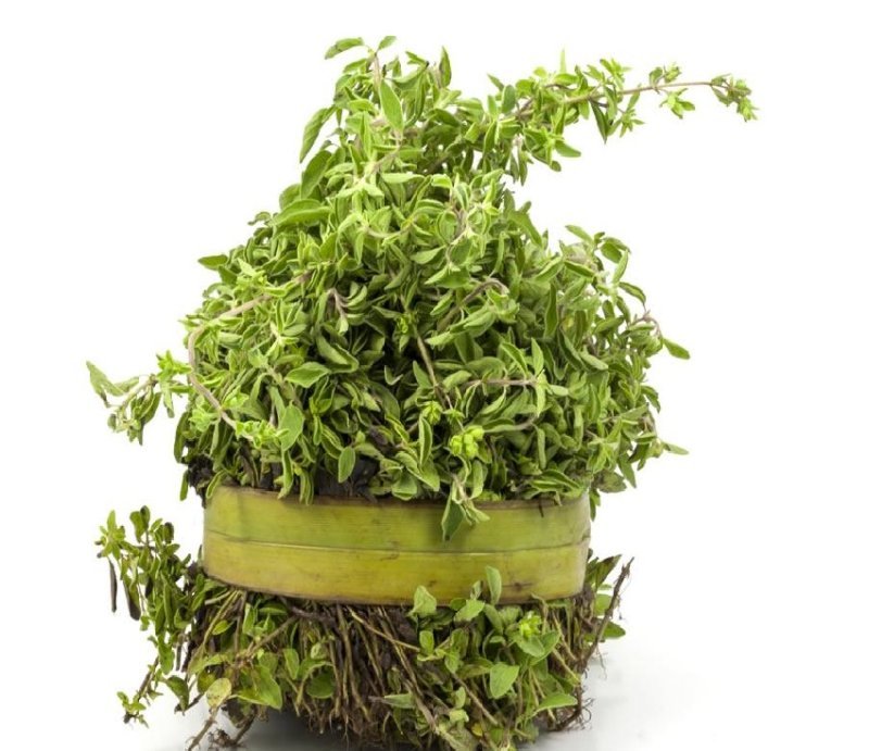 MEJORANA MANOJO CHICO