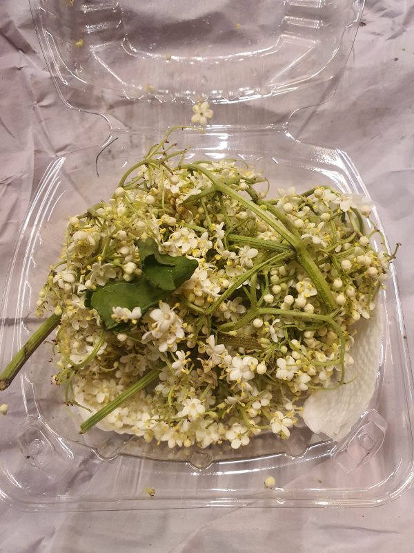 FLOR COMESTIBLE SAUKO