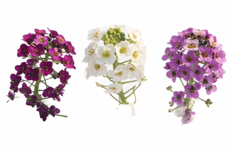 FLOR COMESTIBLE (PANALILLO)