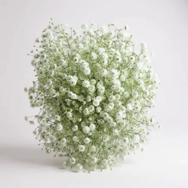 FLOR COMESTIBLE (NUBE)