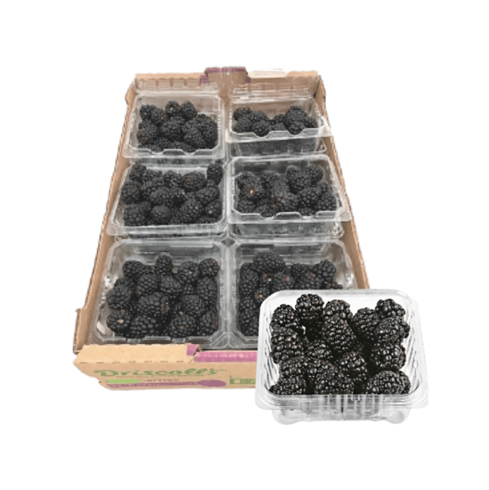 ZARZAMORA CAJA CON 12 DOMOS DE 170g c/u