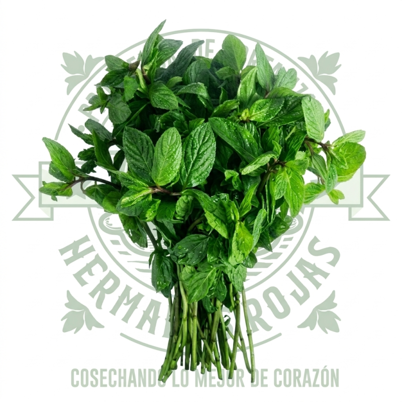 MENTA