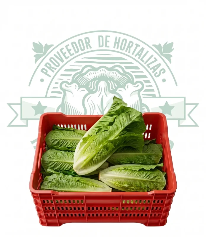 LECHUGA OREJONA 10 pzas