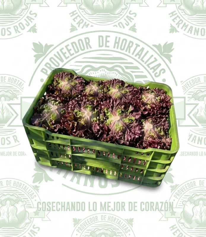 LECHUGA SANGRIA 10 pzas
