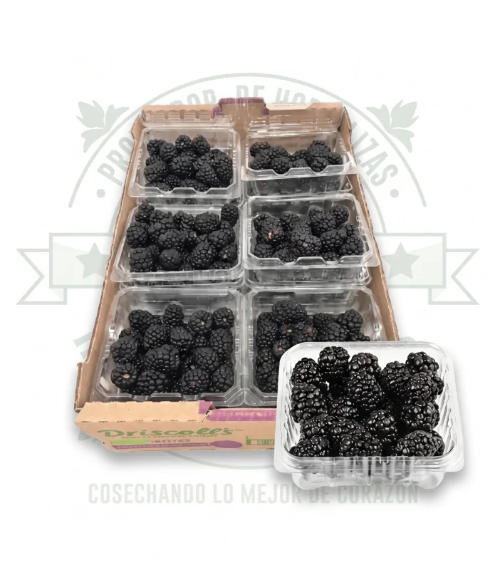 ZARZAMORA CAJA CON 12 DOMOS DE 170g c/u