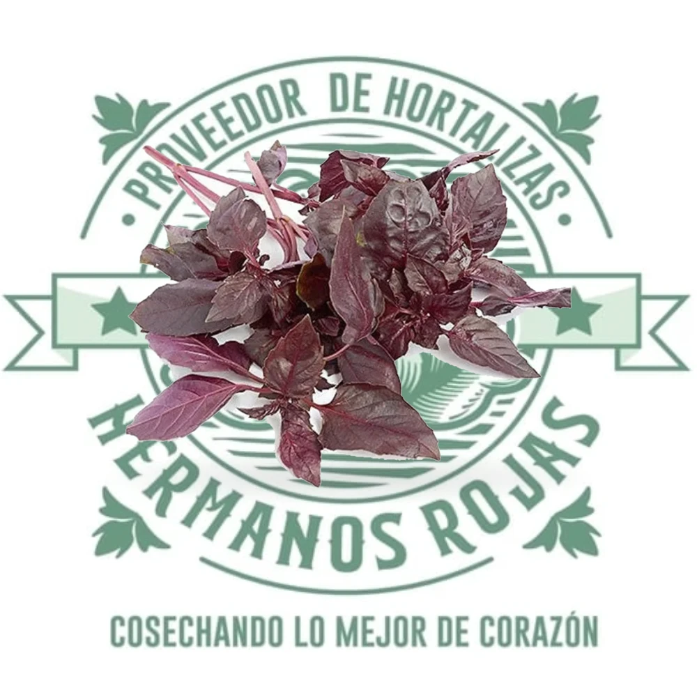 ALBAHACA MORADA