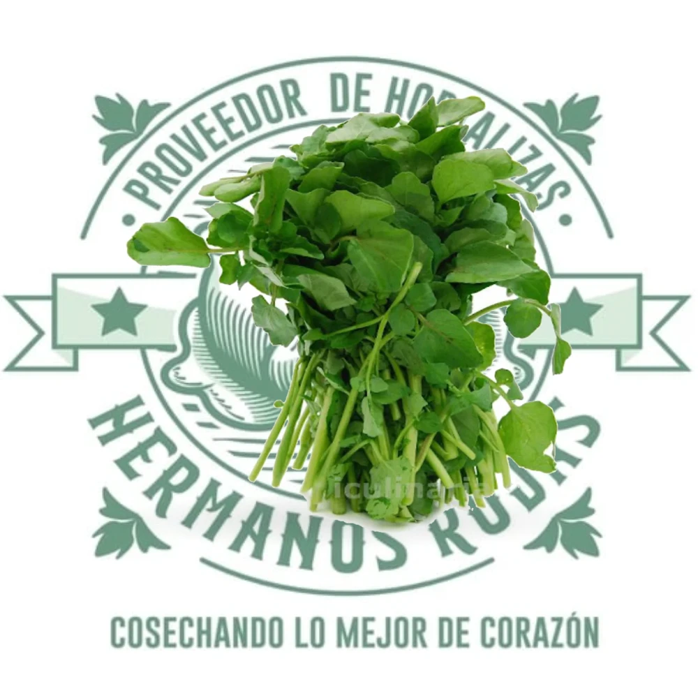 BERROS