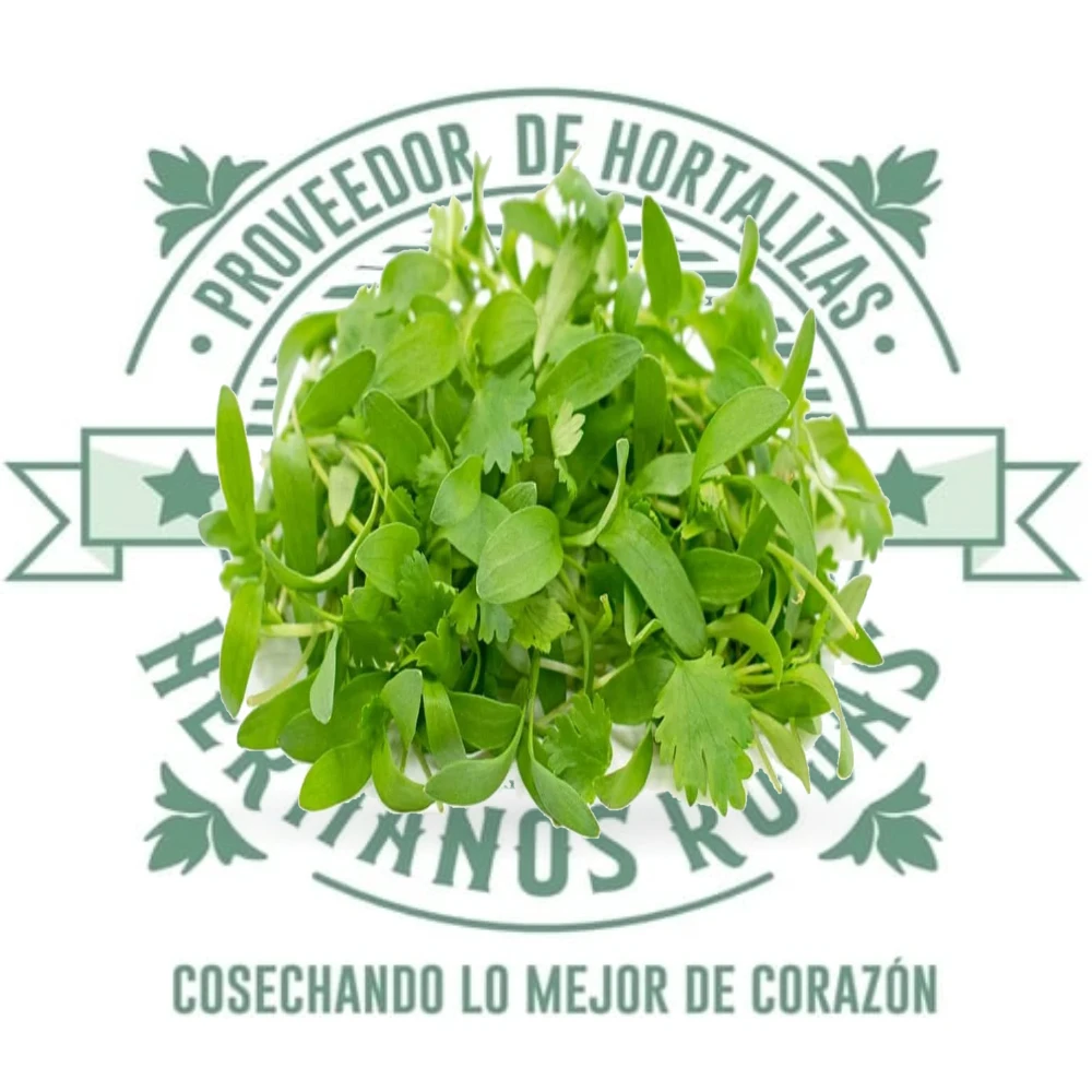 BROTE DE CILANTRO