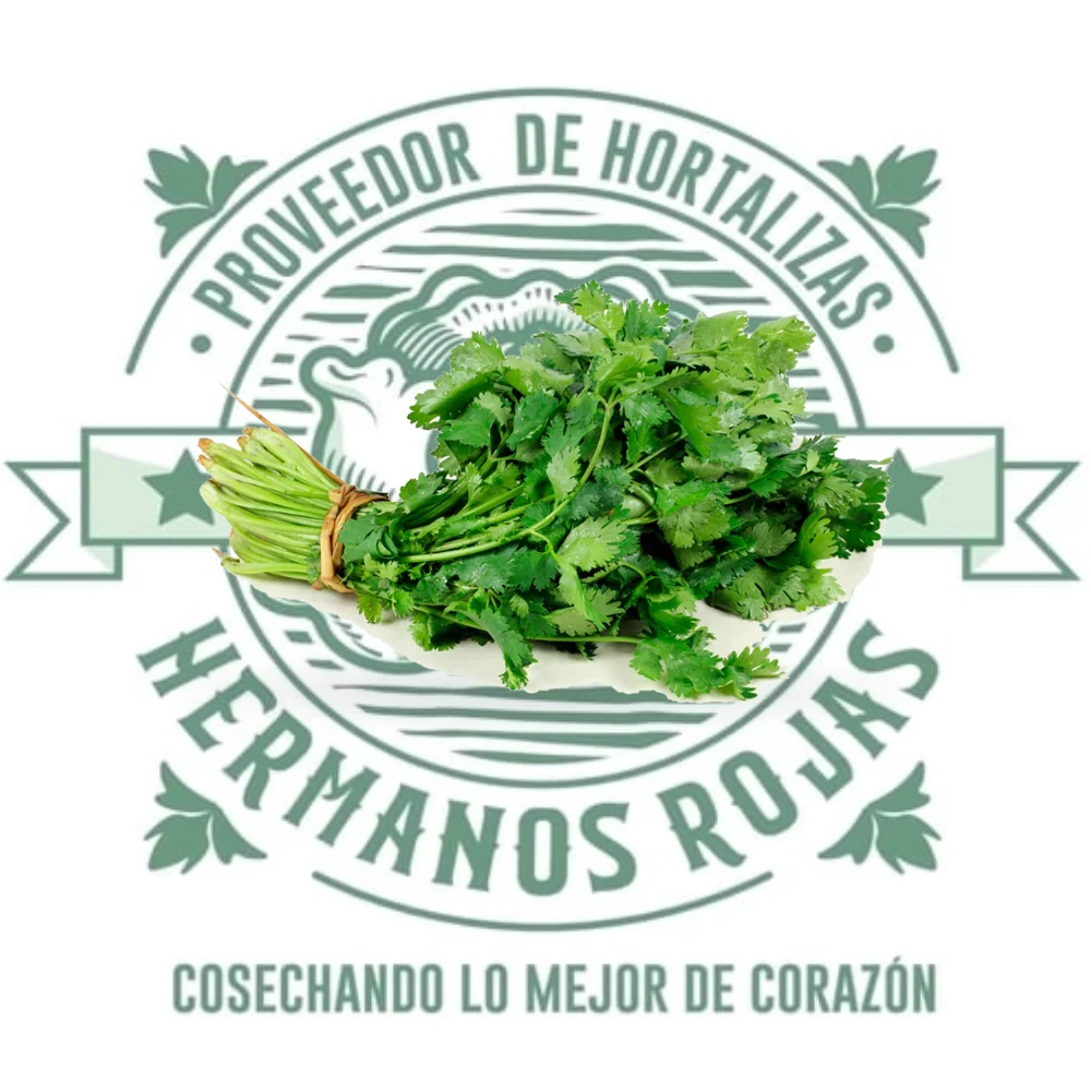 CILANTRO CRIOLLO