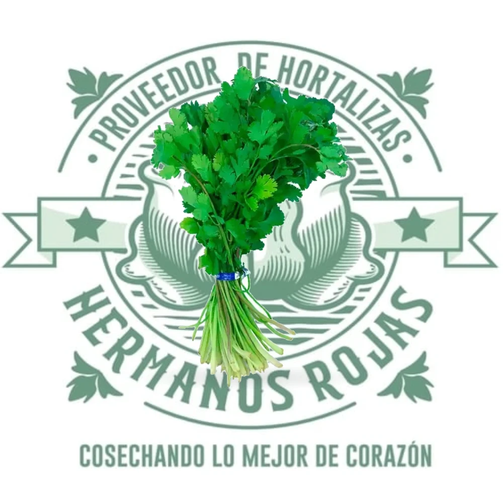 CILANTRO KG