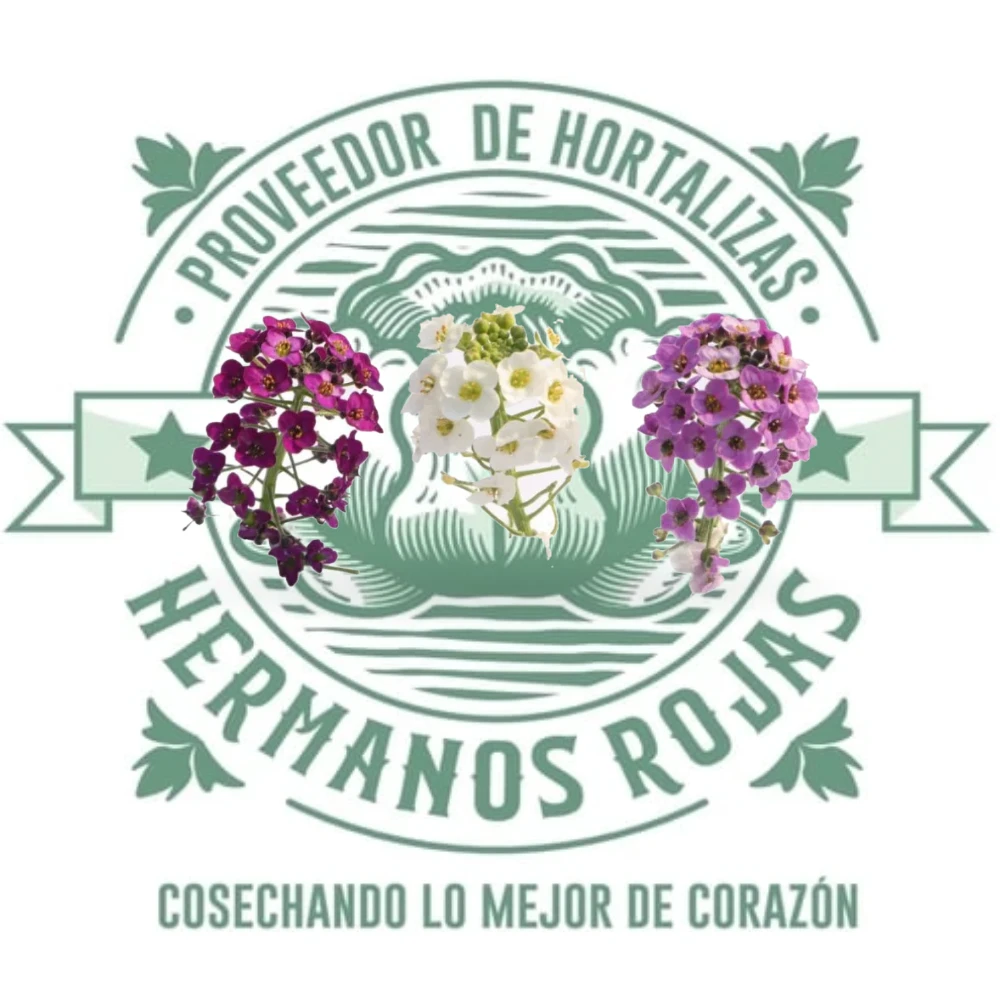 FLOR COMESTIBLE (PANALILLO)