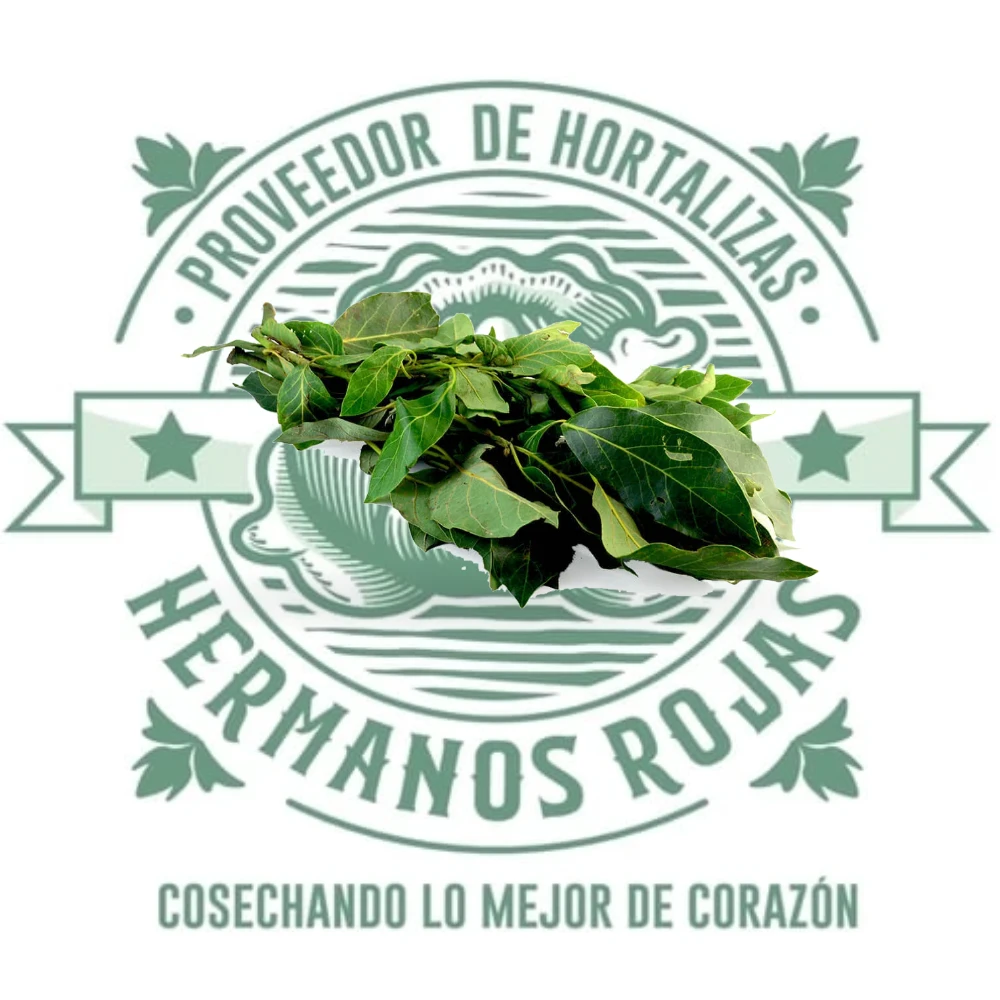 HOJA DE AGUACATE