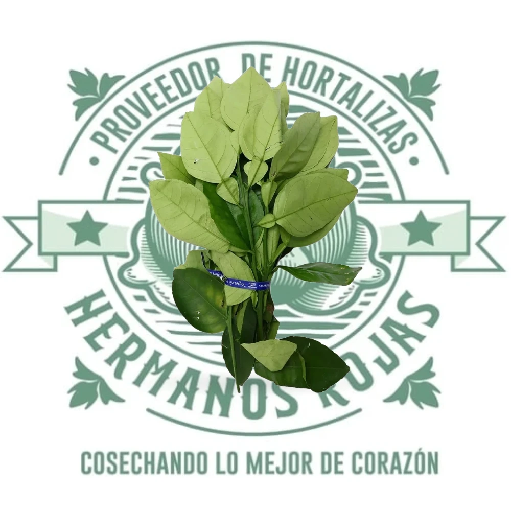 HOJA DE NARANJO