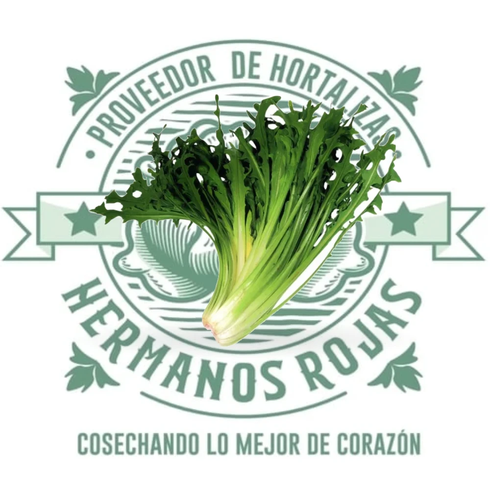 LECHUGA ACHICORIA