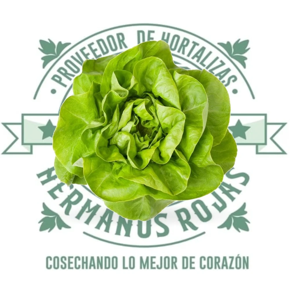 LECHUGA FRANCESA