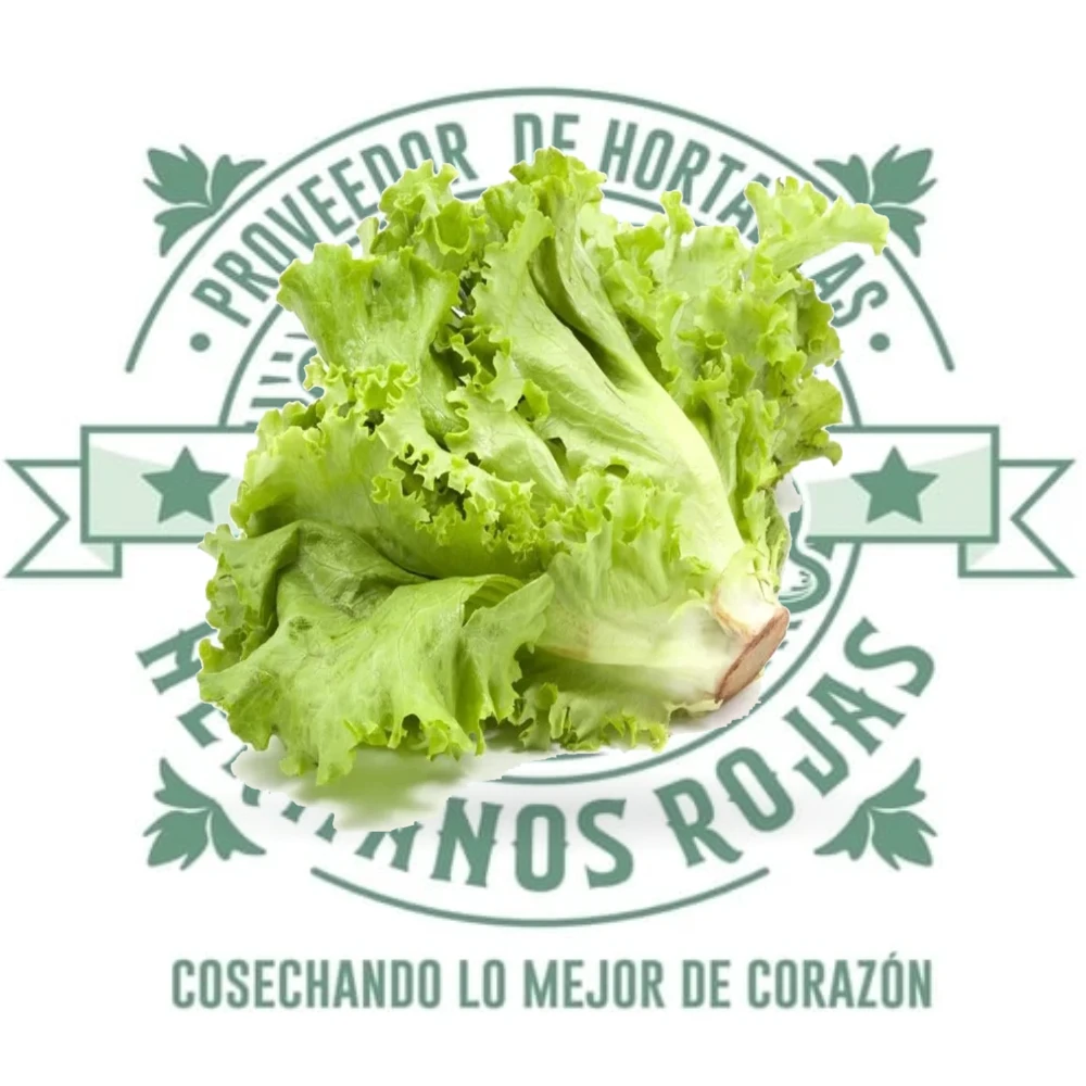 LECHUGA ITALIANA
