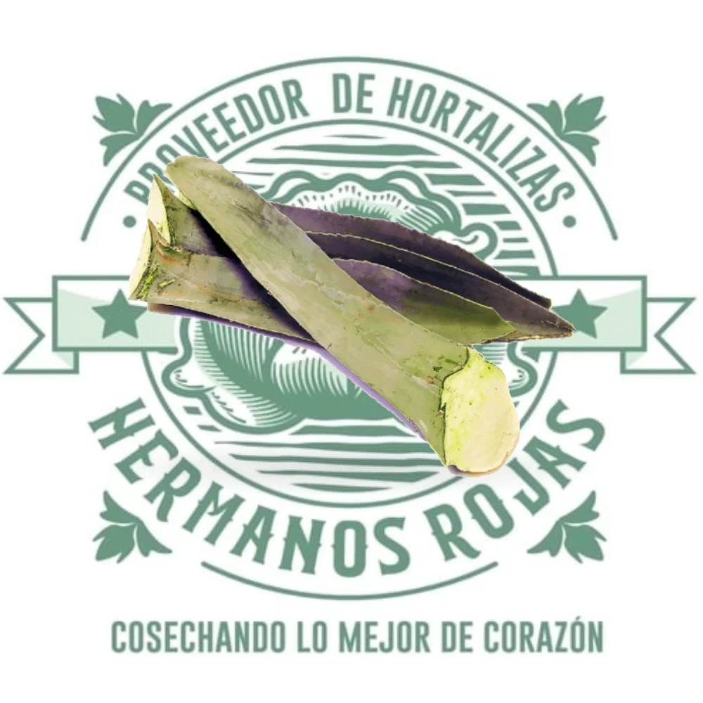 PENCA DE MAGUEY