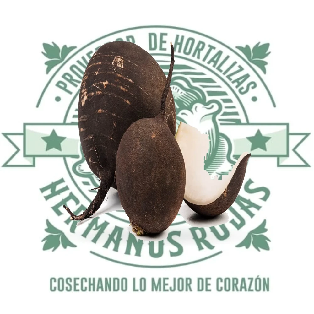 RABANO NEGRO