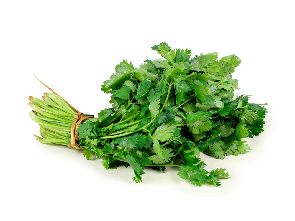 CILANTRO CRIOLLO