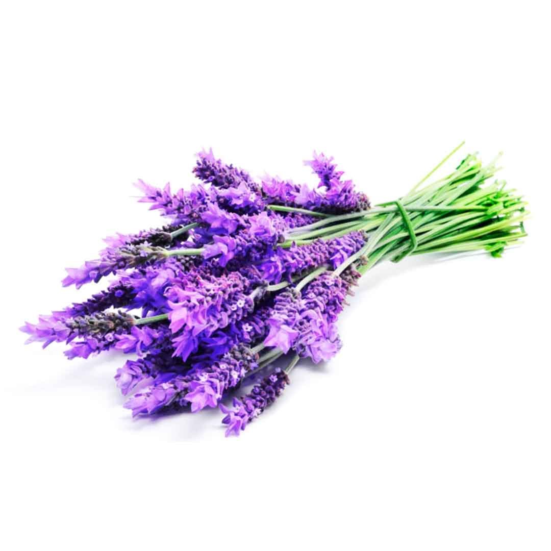 LAVANDA