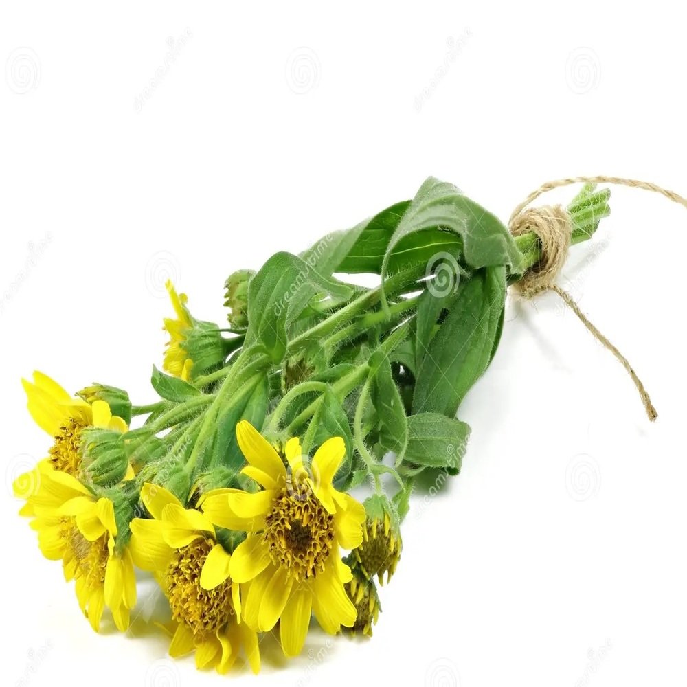 ARNICA