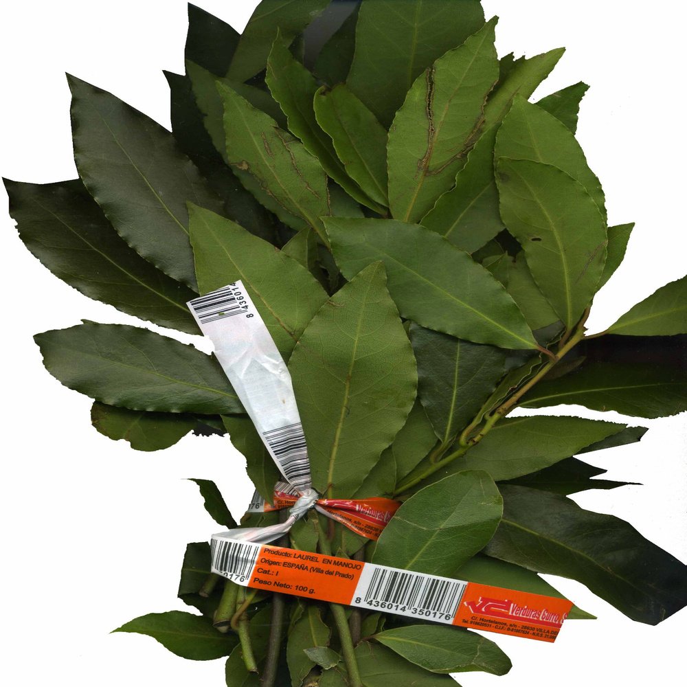 HOJA DE LAUREL FRESCO