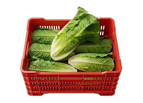 LECHUGA OREJONA 10 pzas