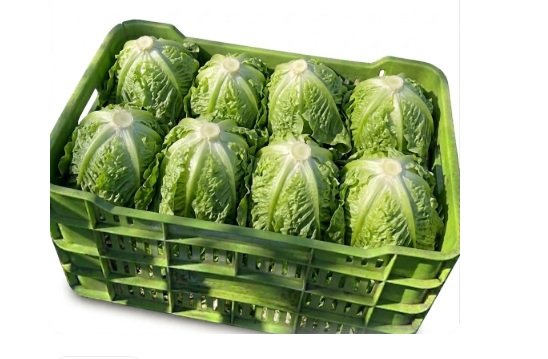 LECHUGA ITALIANA 10 pzas