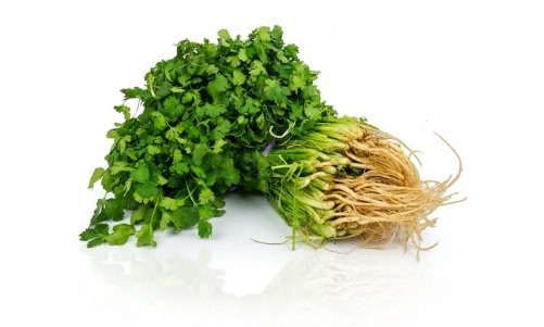 CILANTRO MANOJO GRANDE