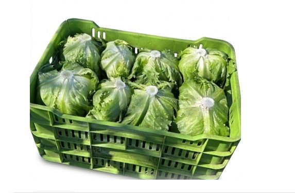 LECHUGA ROMANA 12 pzas