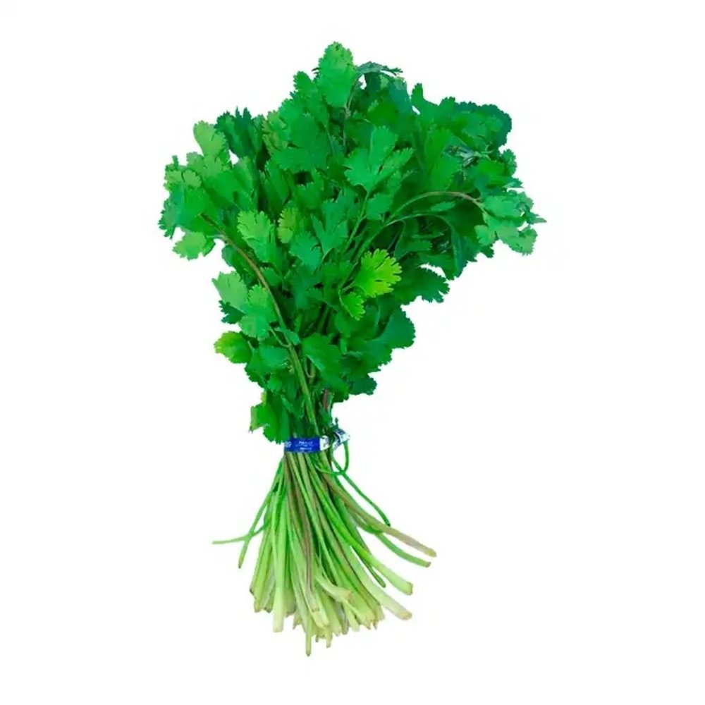 CILANTRO KG