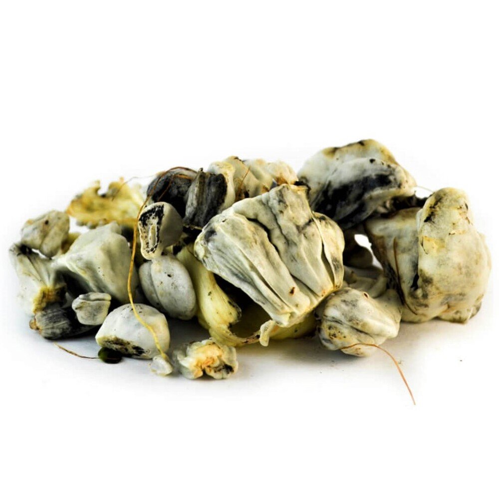 HUITLACOCHE