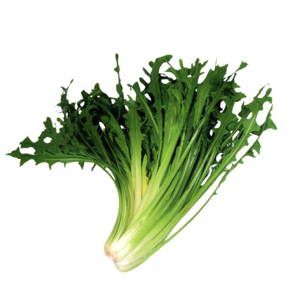 LECHUGA ACHICORIA