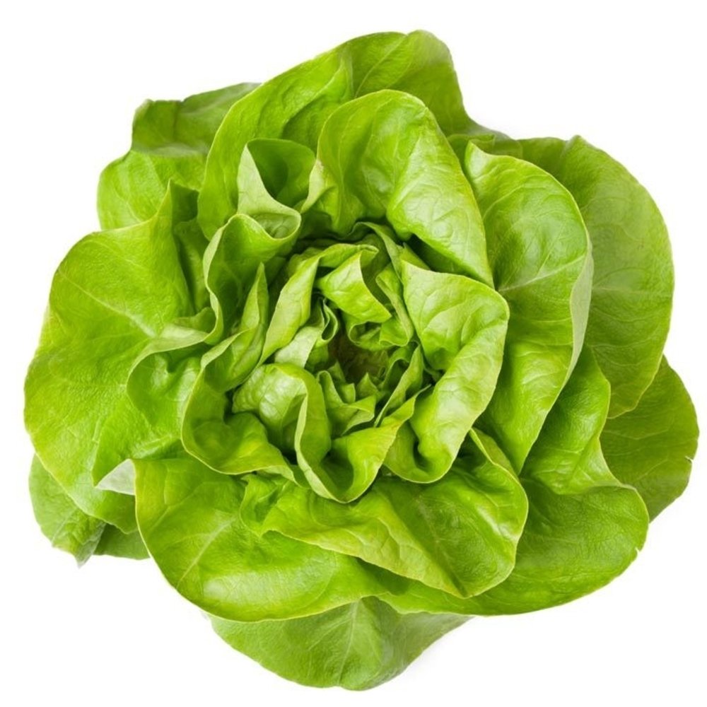 LECHUGA FRANCESA