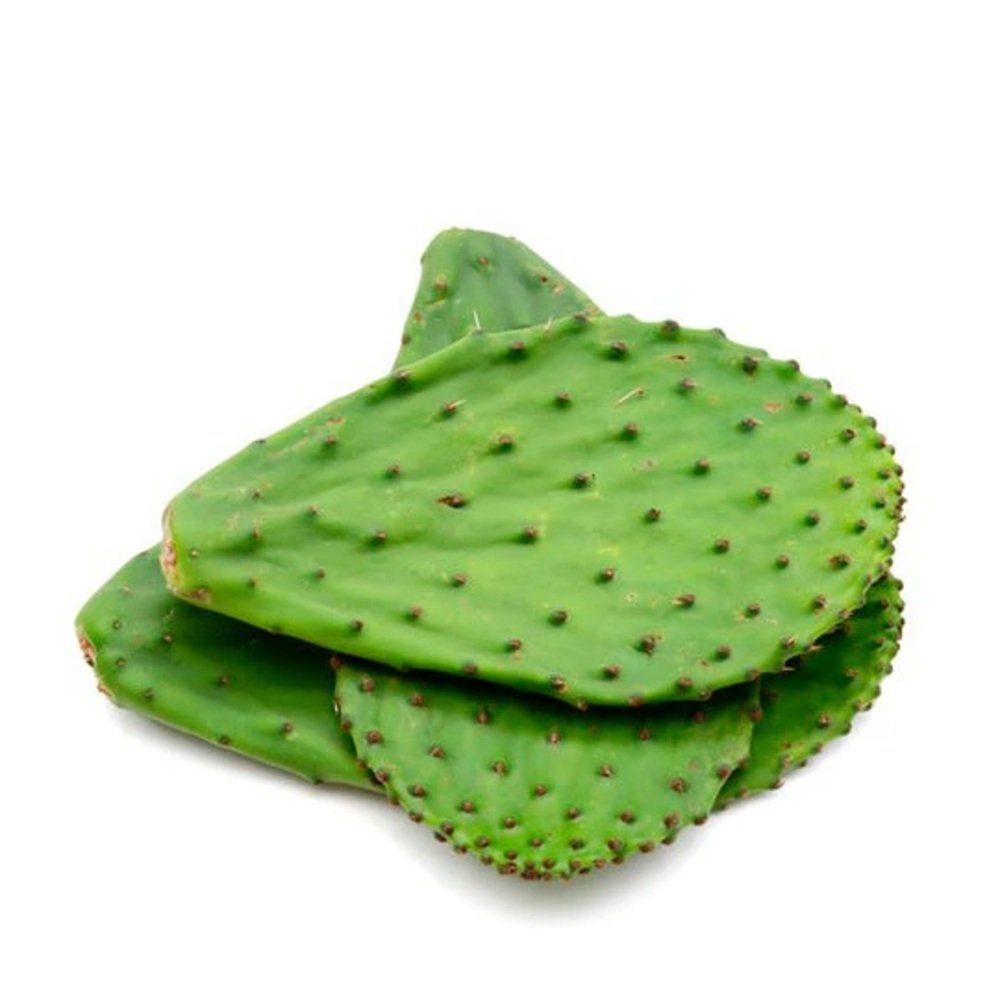NOPAL CON ESPINAS